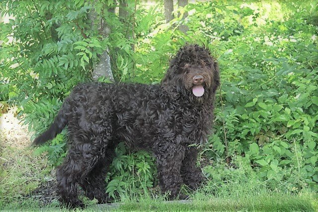 Renly