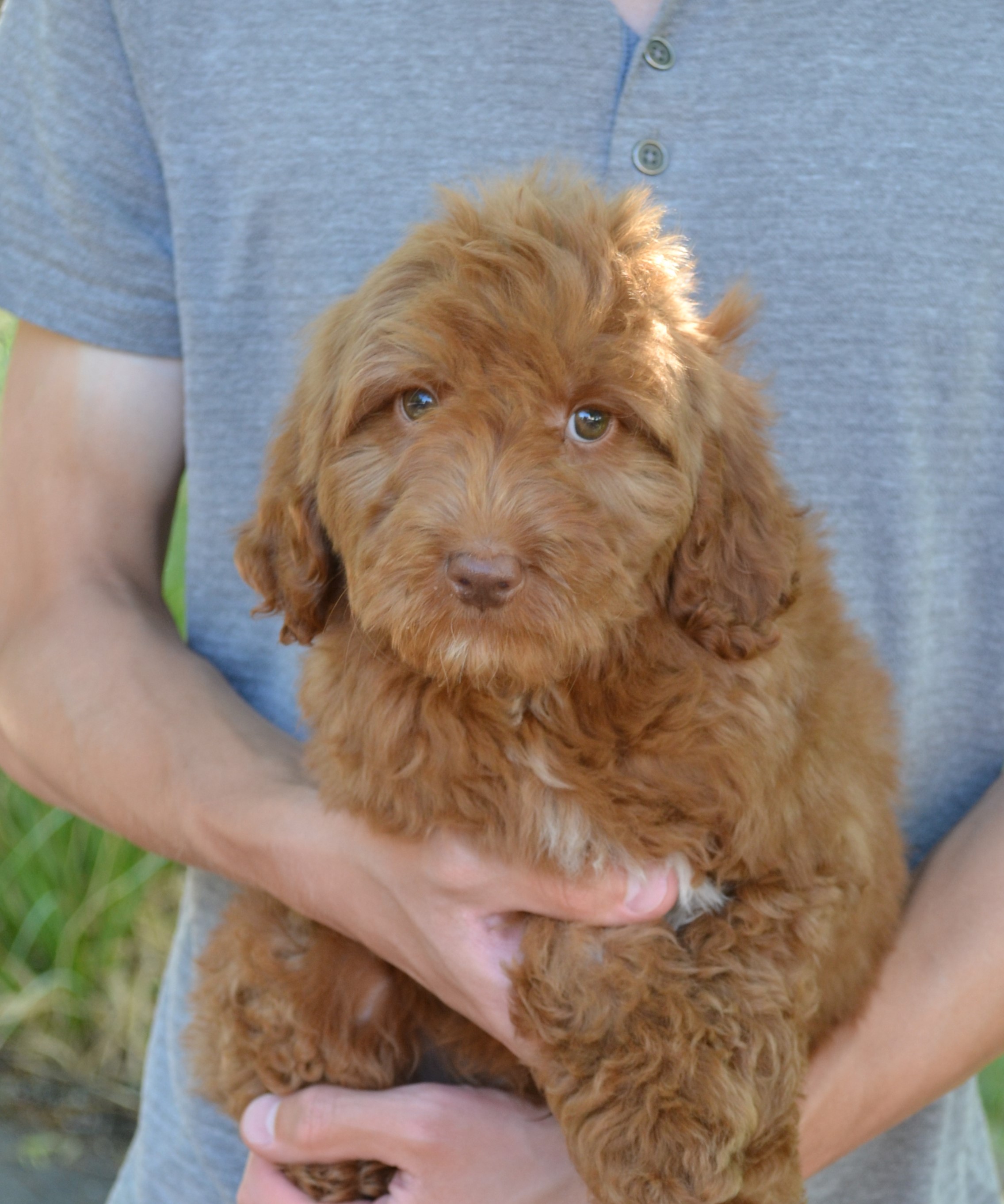 Puppy 2