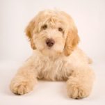 Red and Chocolate Labradoodle Puppies for Sale San Jose California