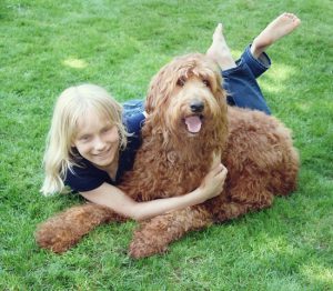 Girl with red Labradoodle